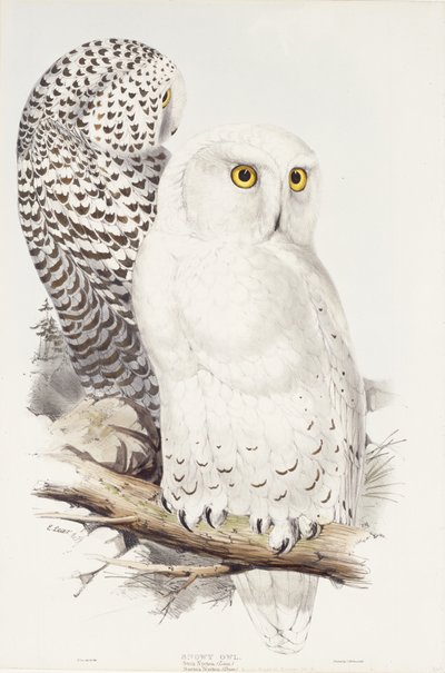 Snowy Owl. Strix Nyctea; (Linn); Surnia Nyctea, 1832-1837 by Edward Lear